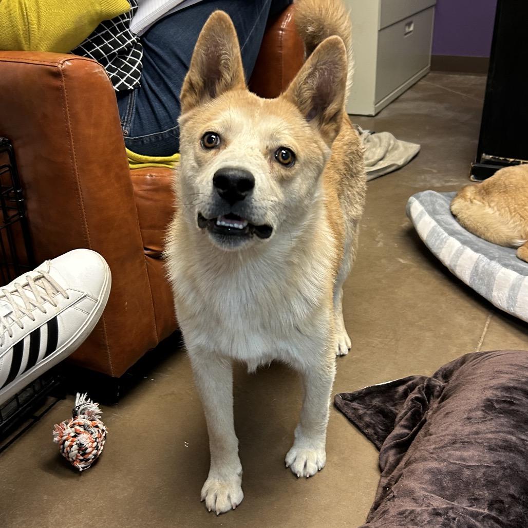 Enlarge Charlie- In Foster!, a Adoptable Mixed Breed in Flagstaff, AZ image 6/6