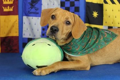 River, Adoptable, Puppy Female Hound & Mixed Breed.