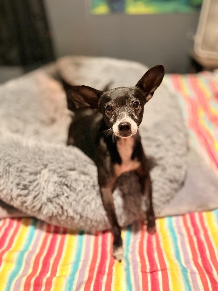 Tom, Adoptable, Adult Male Chihuahua.