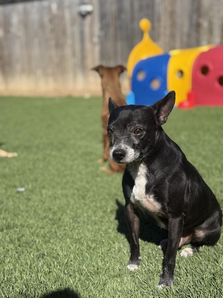 Enlarge Tom, a Adoptable Chihuahua in San Antonio, TX image 2/5