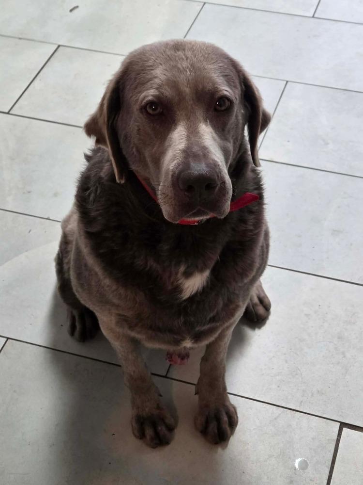 Birdie Blu, Adoptable, Adult Female Labrador Retriever.