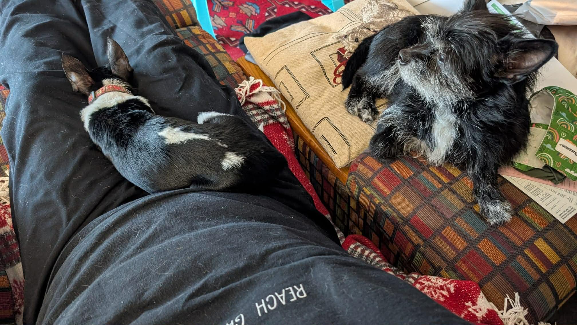 Enlarge Bonnie and Clyde, a ADOPTABLE mixed breed in Didsbury, AB image 3/6