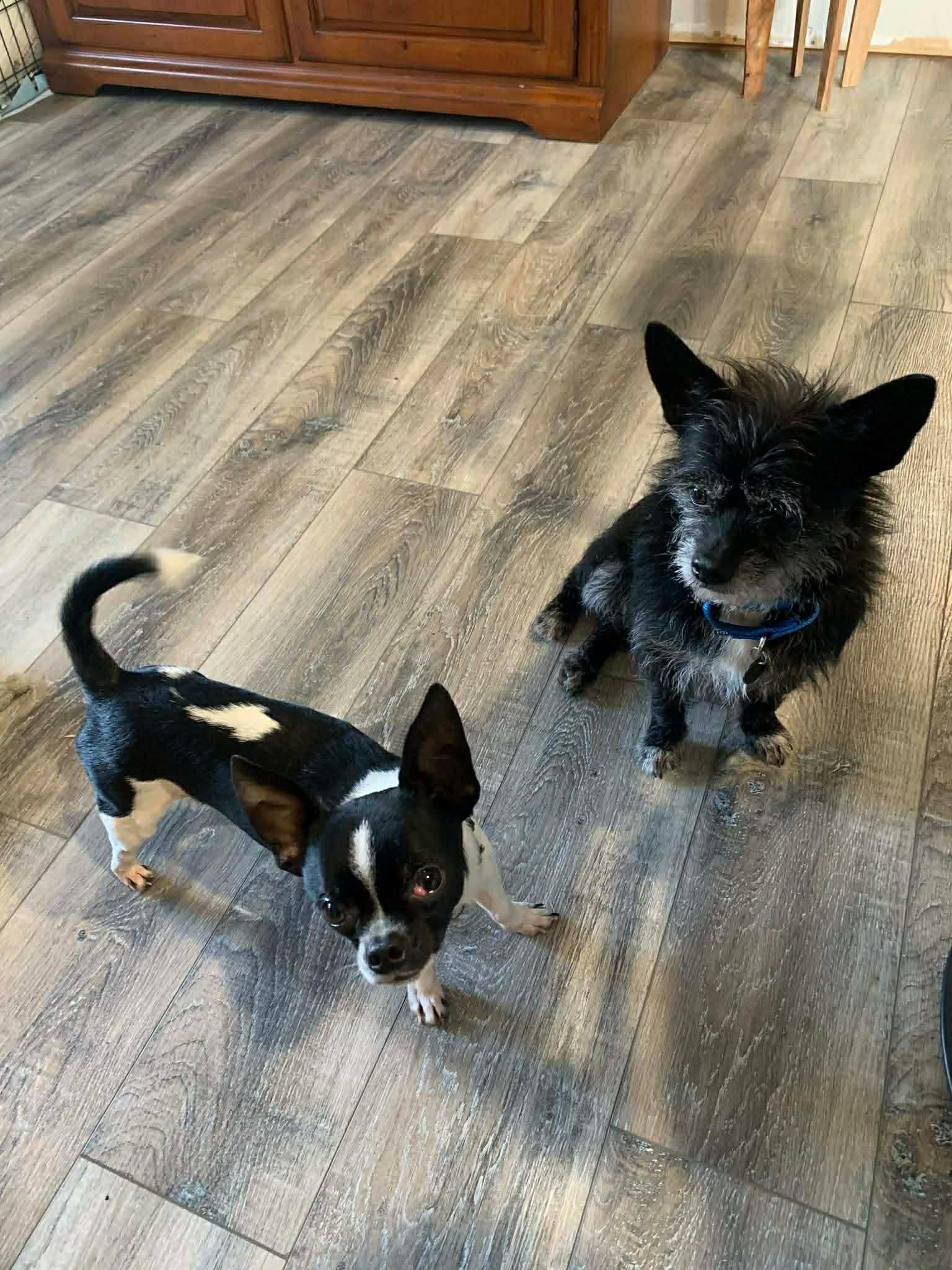 Enlarge Bonnie and Clyde, a ADOPTABLE mixed breed in Didsbury, AB image 2/6