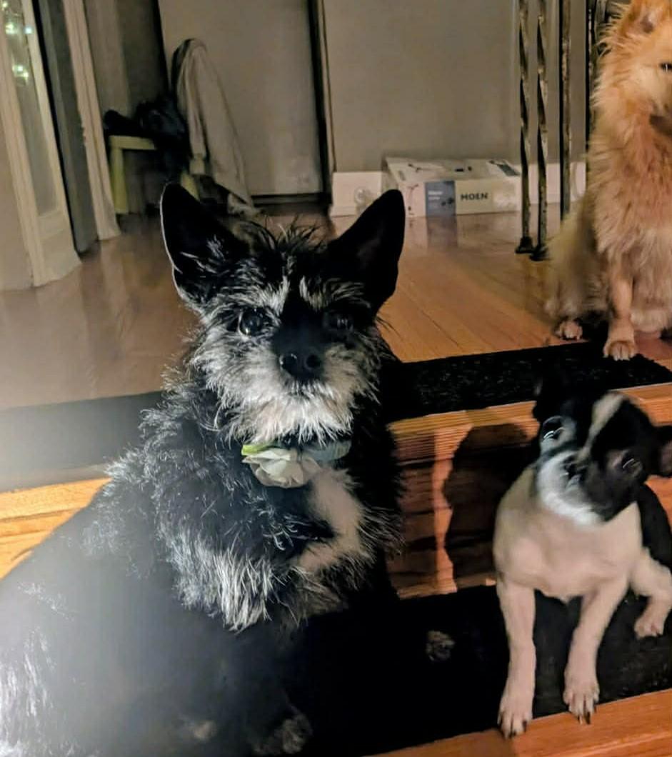 Enlarge Bonnie and Clyde, a ADOPTABLE mixed breed in Didsbury, AB image 4/6