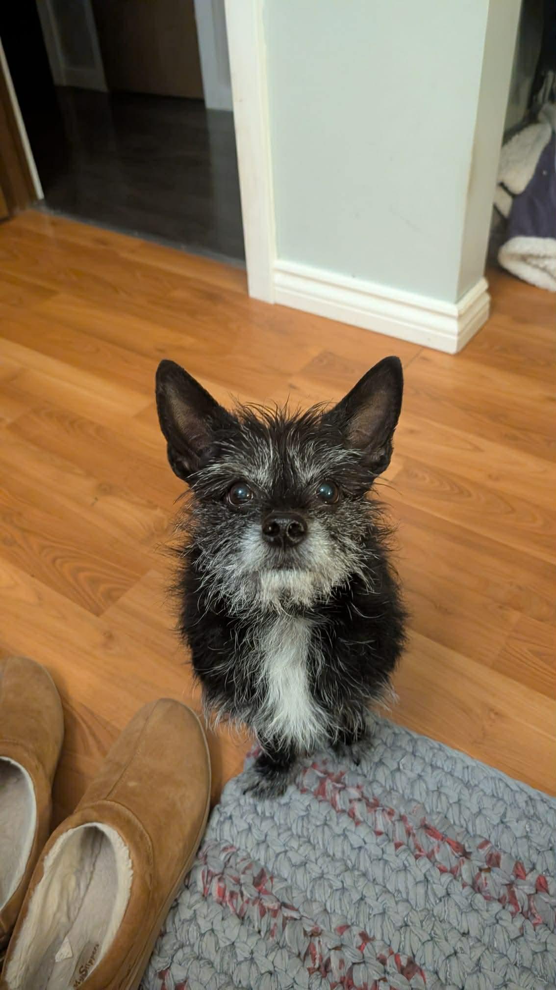 Enlarge Bonnie and Clyde, a ADOPTABLE mixed breed in Didsbury, AB image 5/6