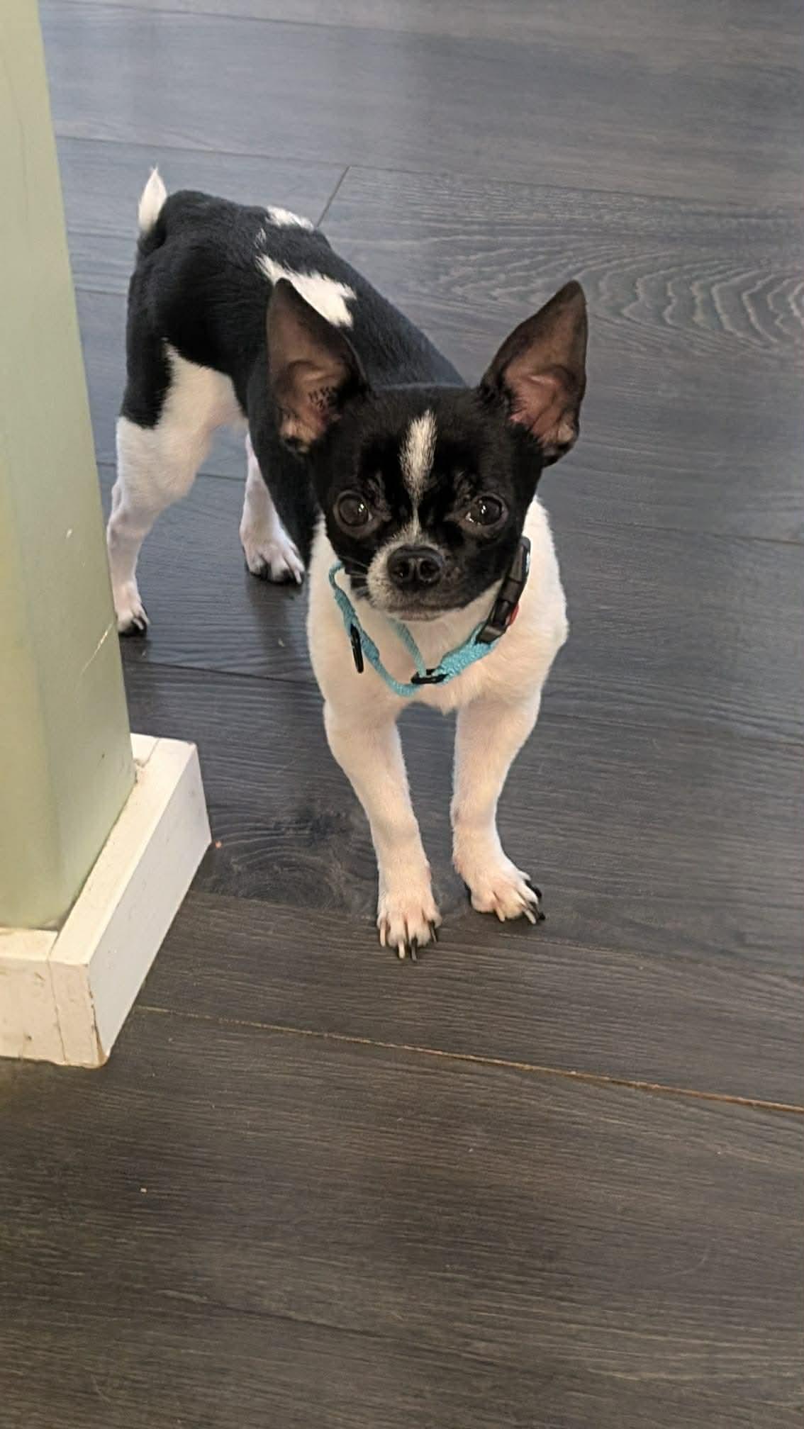 Enlarge Bonnie and Clyde, a ADOPTABLE mixed breed in Didsbury, AB image 6/6