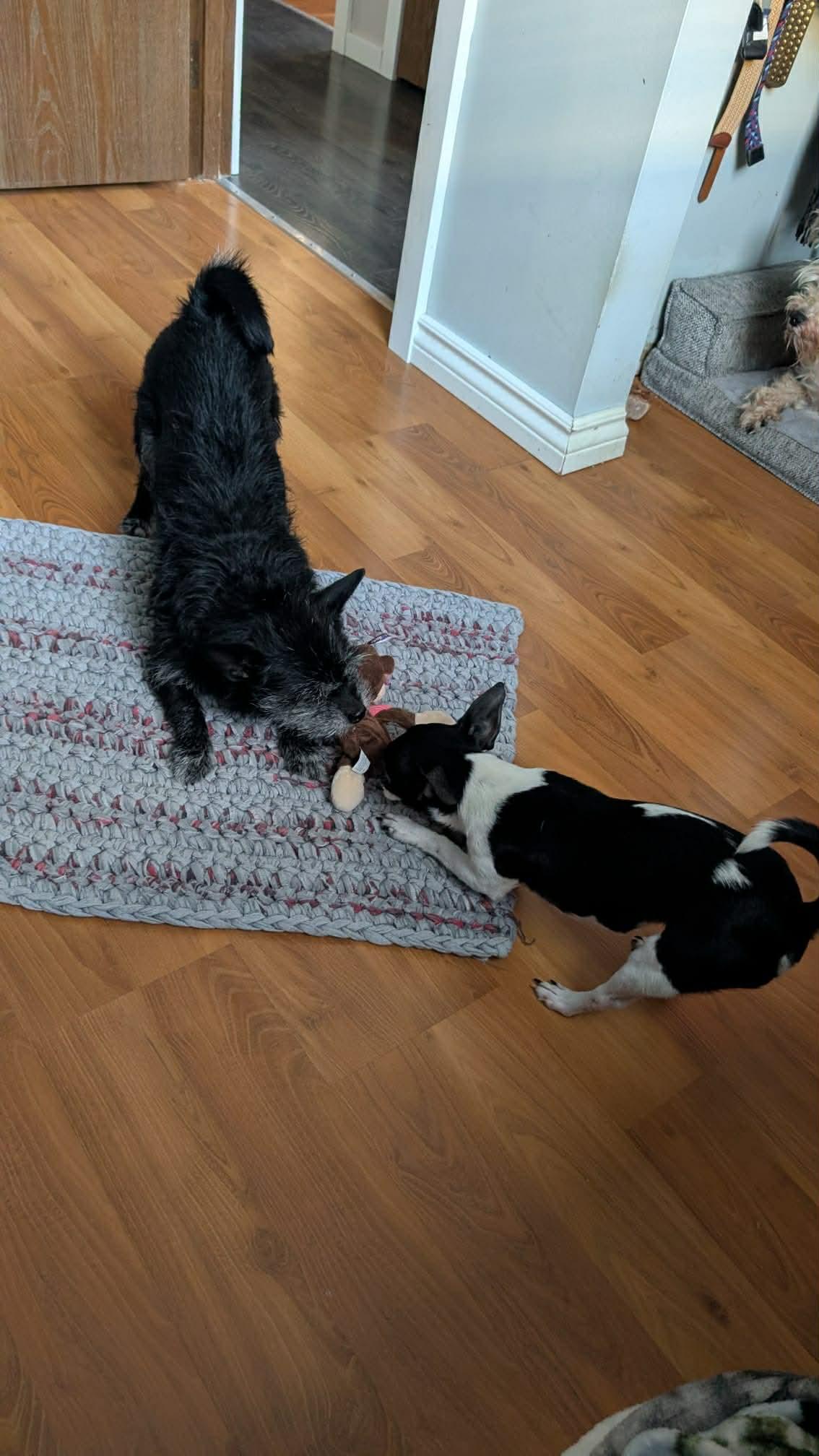 Bonnie and Clyde, ADOPTABLE, Adult Male Chihuahua & Cairn Terrier.