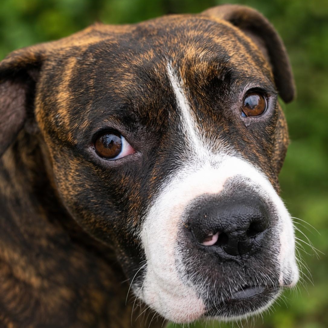 Enlarge BOSCOE (Couch Potato, Cuddler, Devoted/Loyal, Good With Kids/Dogs), a Adoptable mixed breed in Fayetteville, NC image 3/6