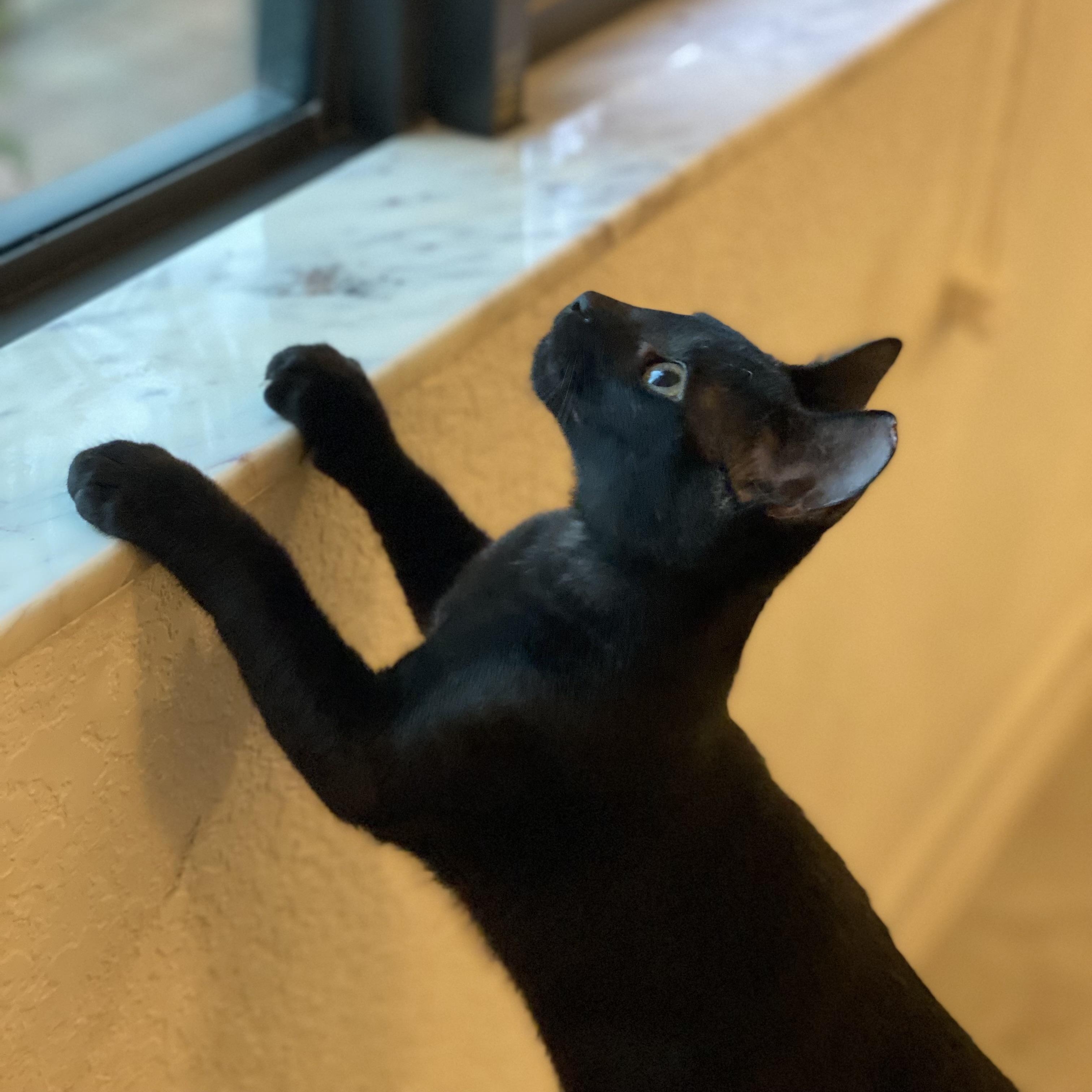 Diesel — thumbnail 2