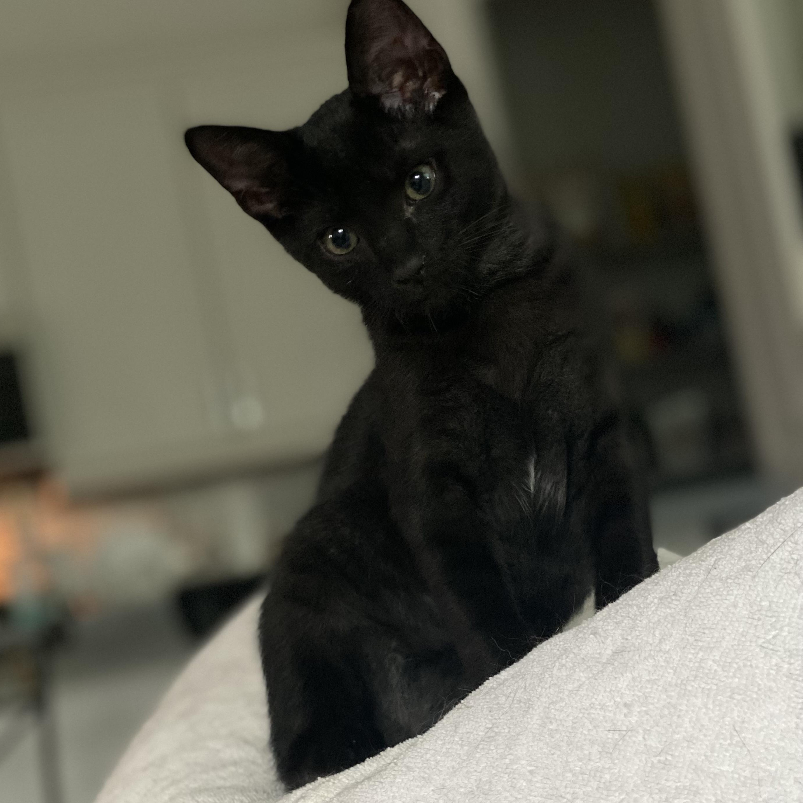 Diesel — thumbnail 4