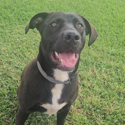 Ender, a ADOPTABLE mixed breed in Chelmsford, MA image 1/2