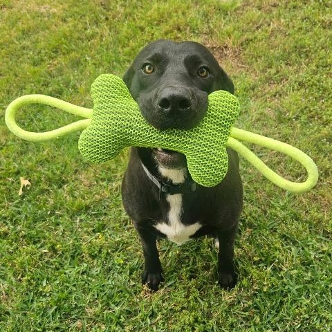 Ender, a ADOPTABLE mixed breed in Chelmsford, MA image 2/2