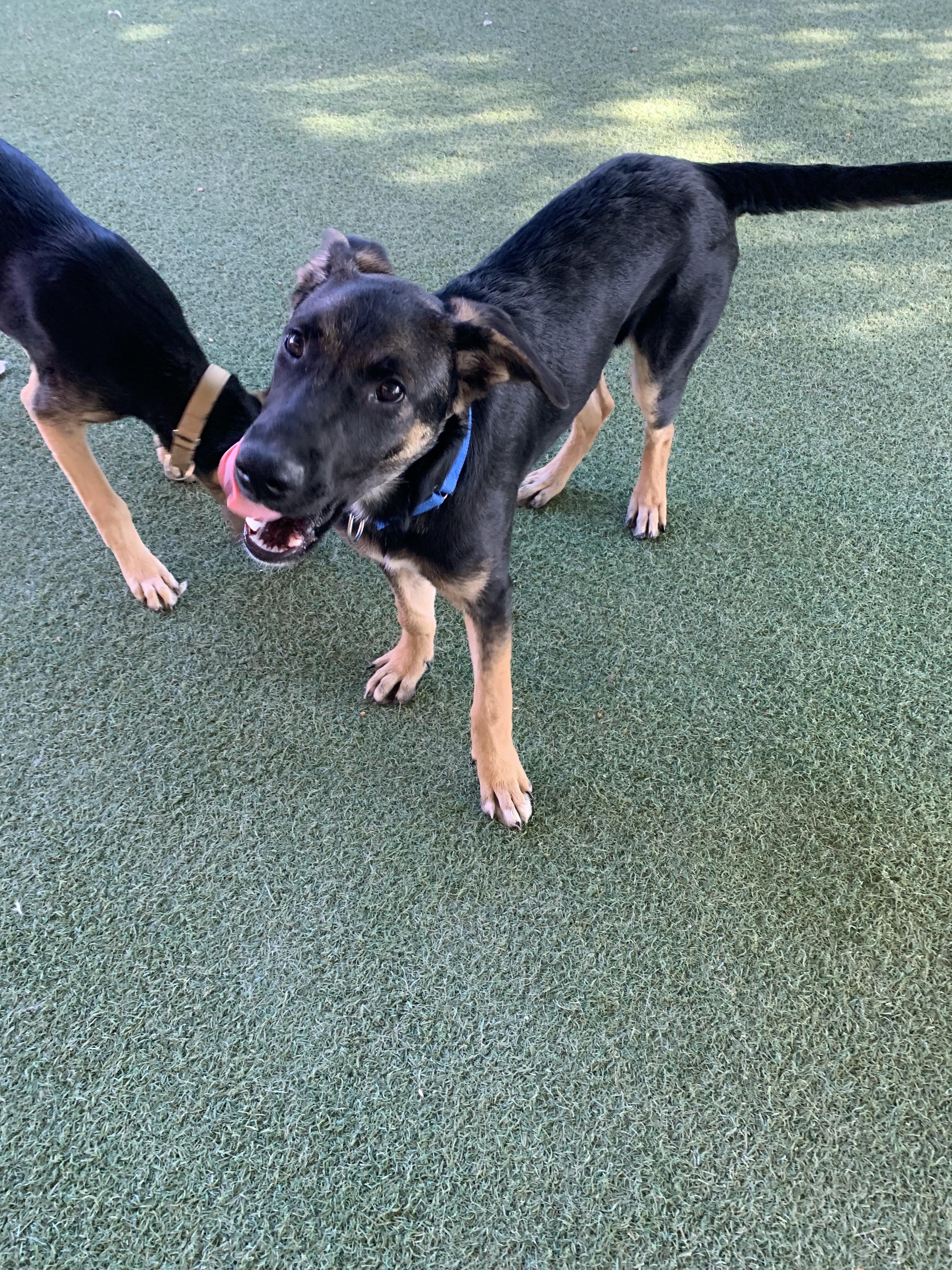 Enlarge Lars, a Adoptable German Shepherd Dog in Grass Valley, CA image 3/4
