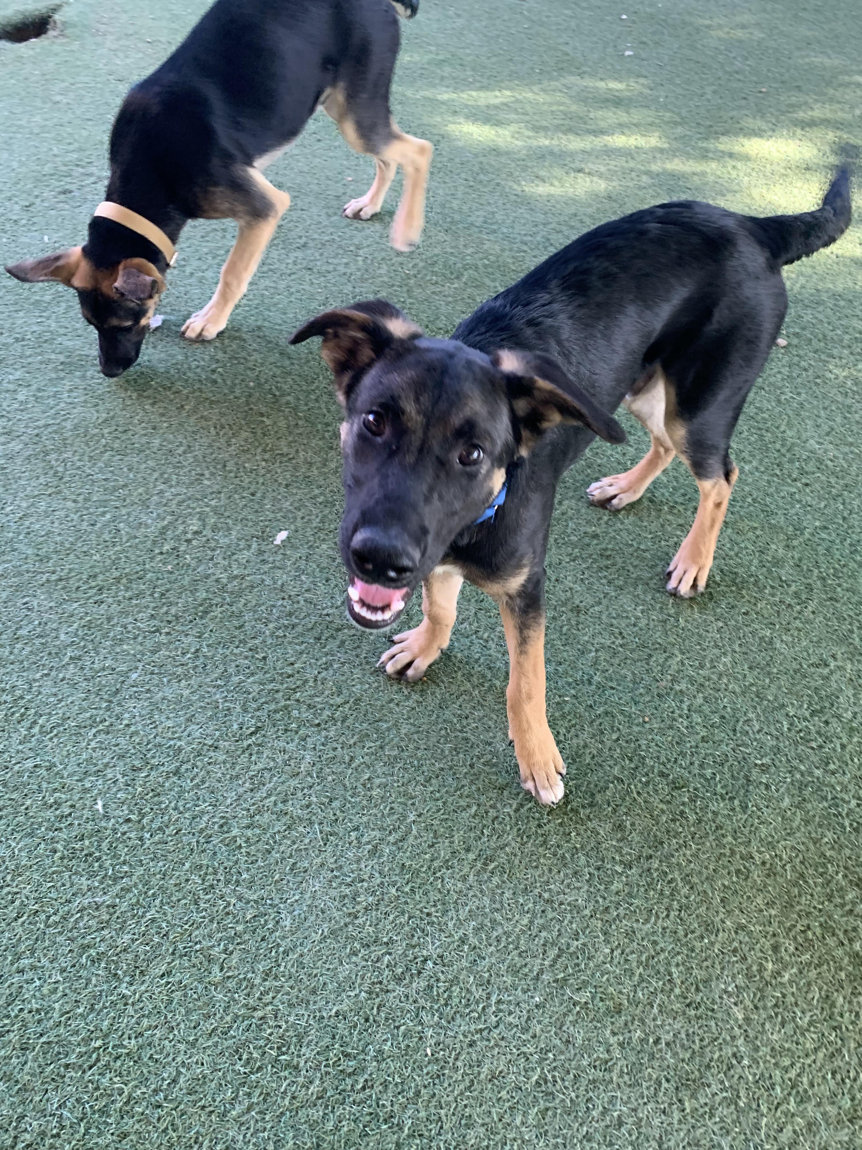 Enlarge Lars, a Adoptable German Shepherd Dog in Grass Valley, CA image 2/4