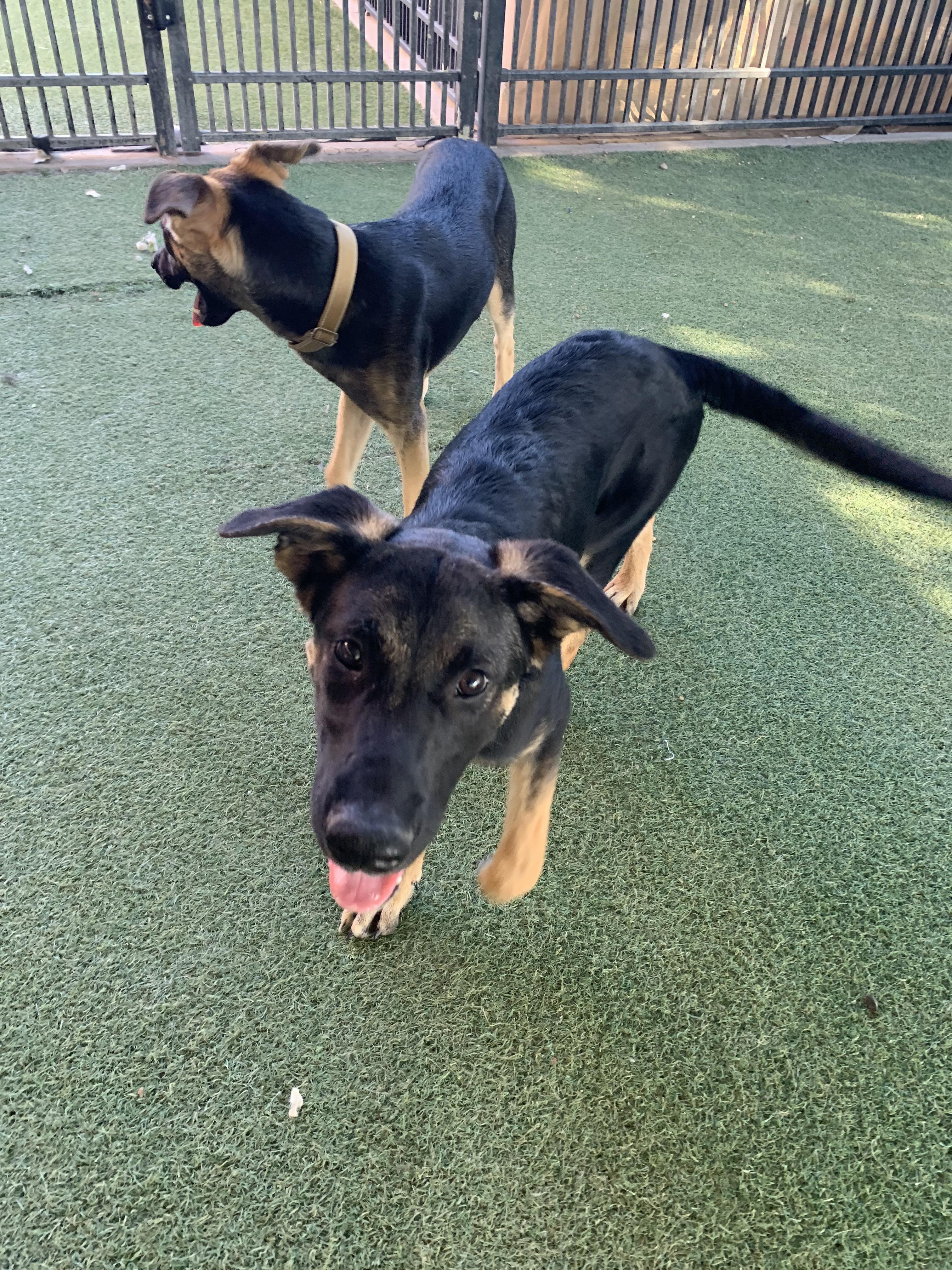 Enlarge Lars, a Adoptable German Shepherd Dog in Grass Valley, CA image 4/4