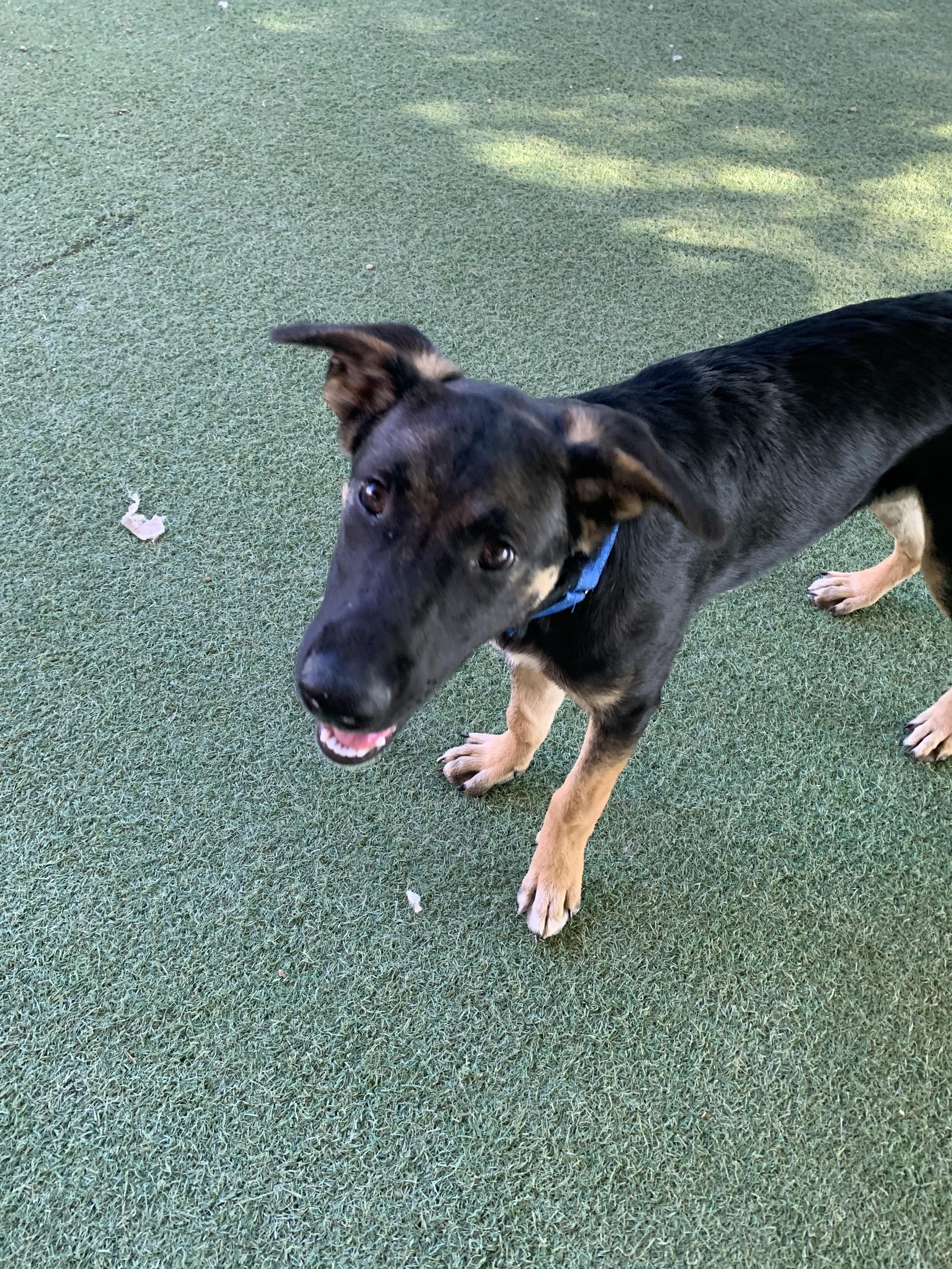 Lars, Adoptable, Puppy Male German Shepherd Dog.