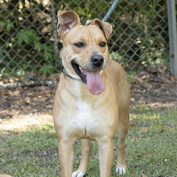 Saffron, an adopted Terrier in Slidell, LA image 2/3