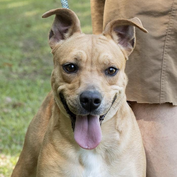 Saffron, adopted, Young Female Terrier.