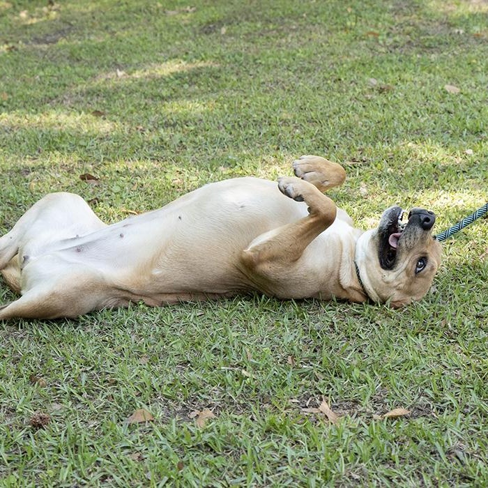 Saffron, an adopted Terrier in Slidell, LA image 3/3