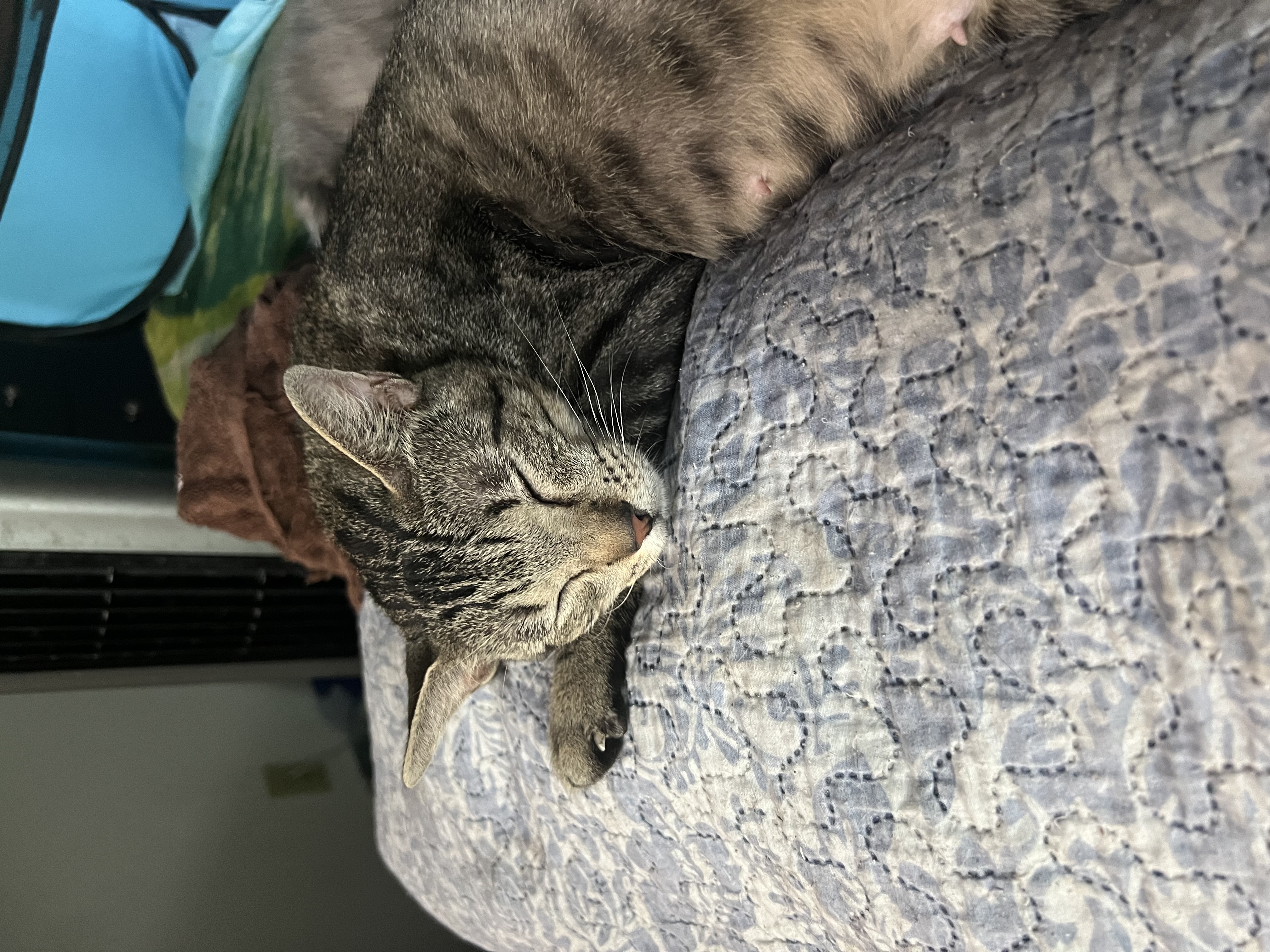 Lynx, Adoptable, Adult Female Domestic Short Hair.