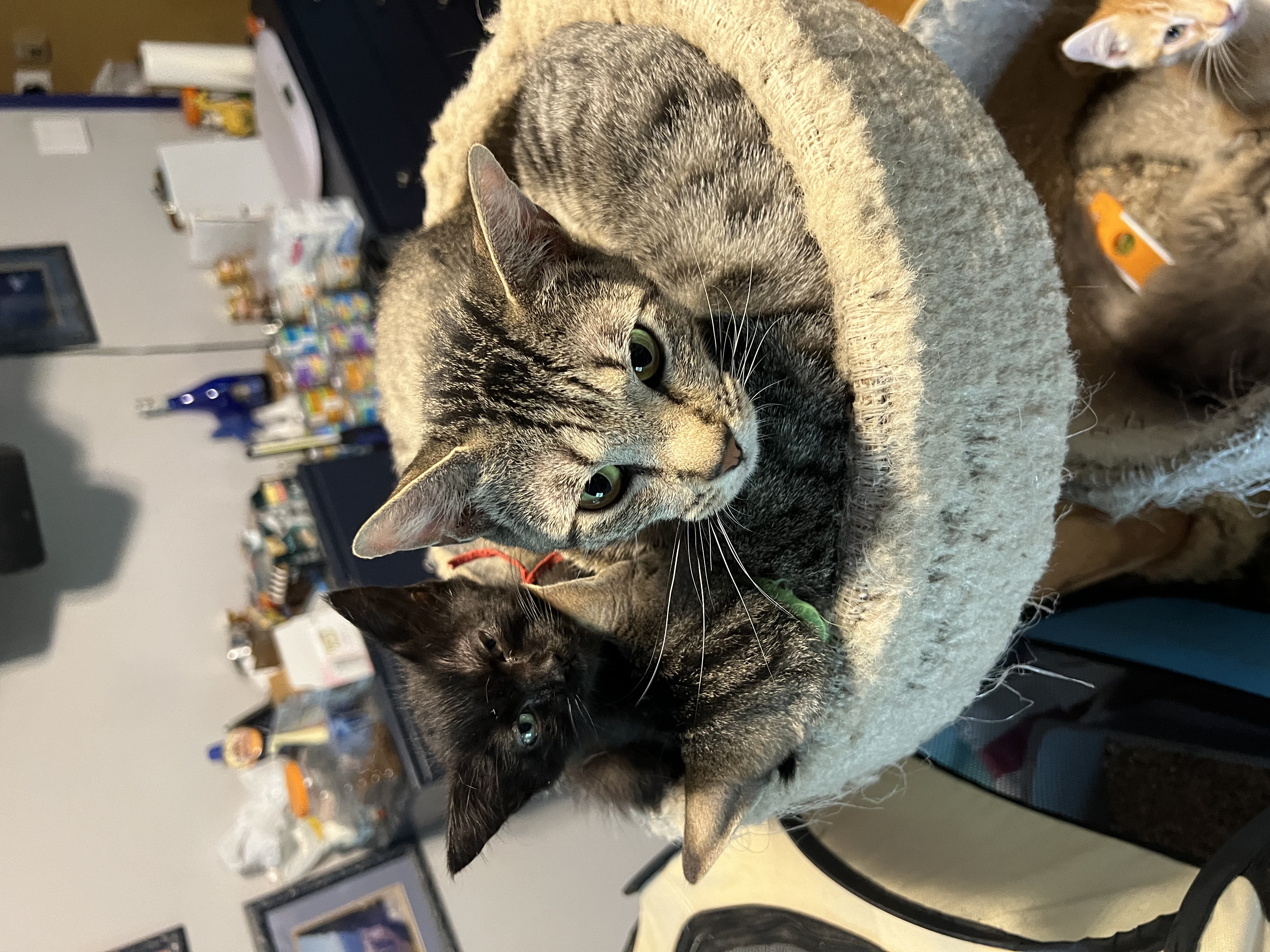 Lynx, a Adoptable Domestic Short Hair in Burleson, TX image 2/2