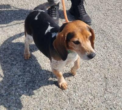 Enlarge Stew, a ADOPTABLE Beagle in Honeoye Falls, NY image 1/1