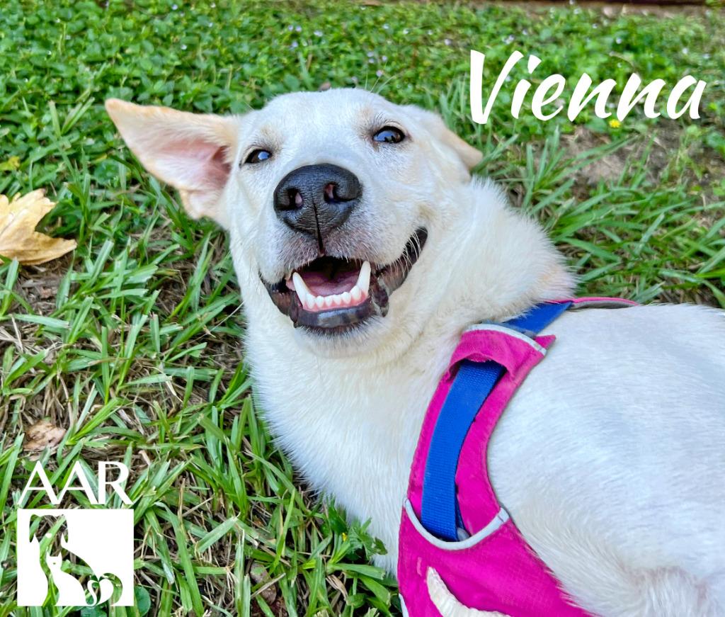 Enlarge Vienna, a Adoptable mixed breed in Magnolia, TX image 1/6