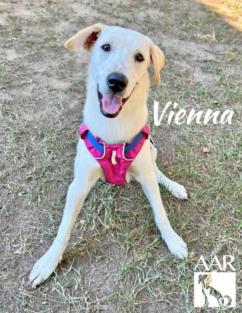Vienna, Adoptable, Young Female Labrador Retriever.