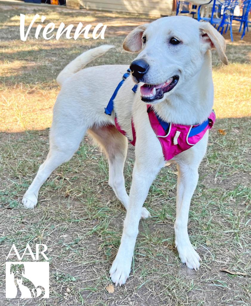 Enlarge Vienna, a Adoptable mixed breed in Magnolia, TX image 4/6