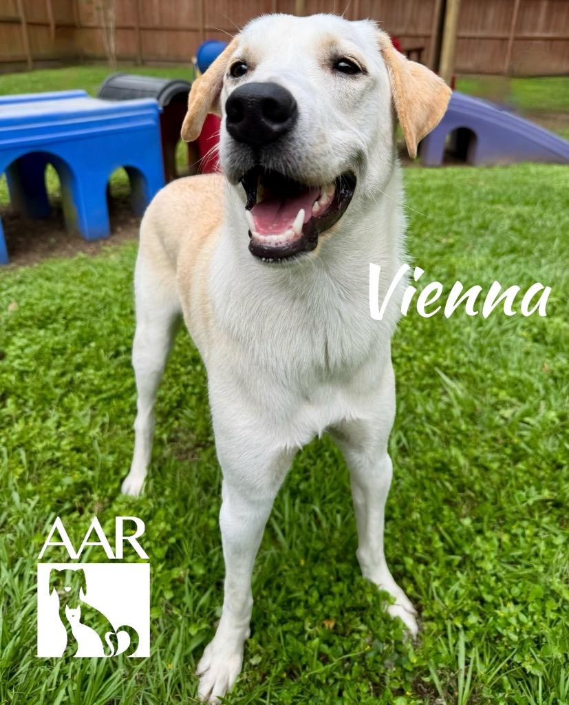 Enlarge Vienna, a Adoptable mixed breed in Magnolia, TX image 5/6