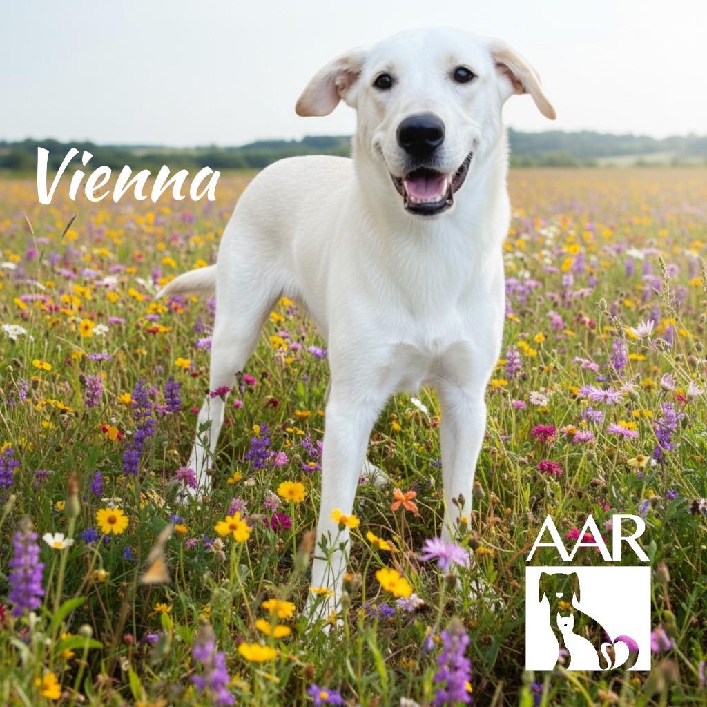Enlarge Vienna, a Adoptable mixed breed in Magnolia, TX image 6/6