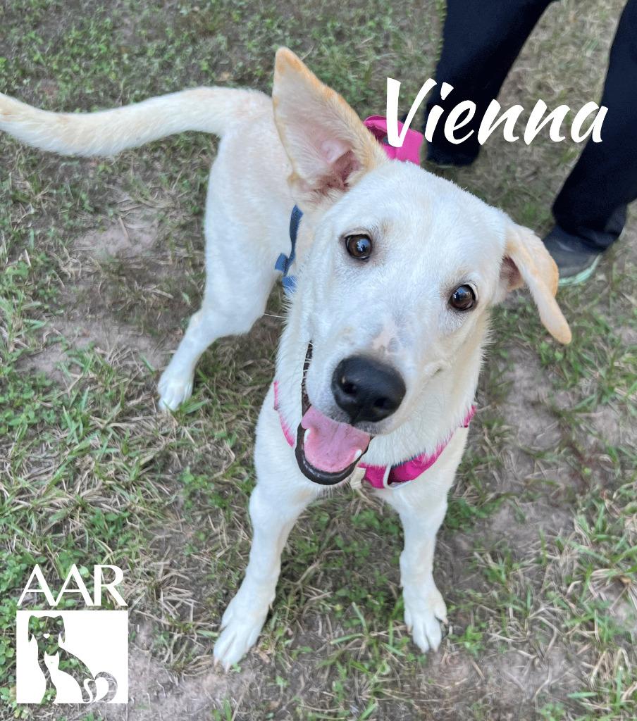 Enlarge Vienna, a Adoptable mixed breed in Magnolia, TX image 6/6