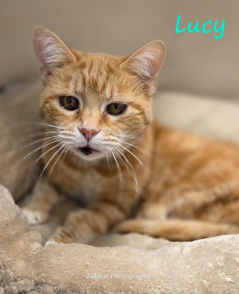 Lucy Cat, Adoptable, Senior Female Domestic Short Hair.
