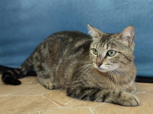 Enlarge Sunshine, an adopted mixed breed in Monroe, WA image 5/6