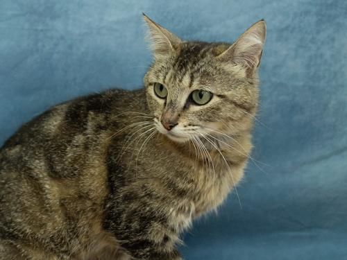 Sunshine, adopted, Adult Female Tabby & Domestic Short Hair.