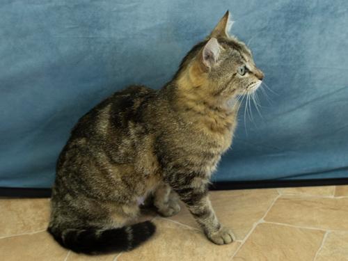 Enlarge Sunshine, an adopted mixed breed in Monroe, WA image 3/6