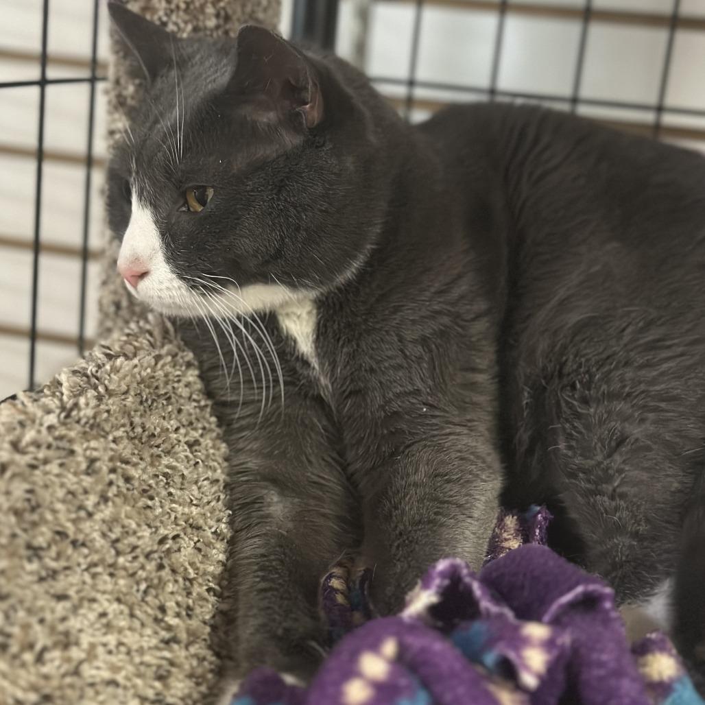 Ripley, Adoptable, Adult Male Domestic Short Hair.