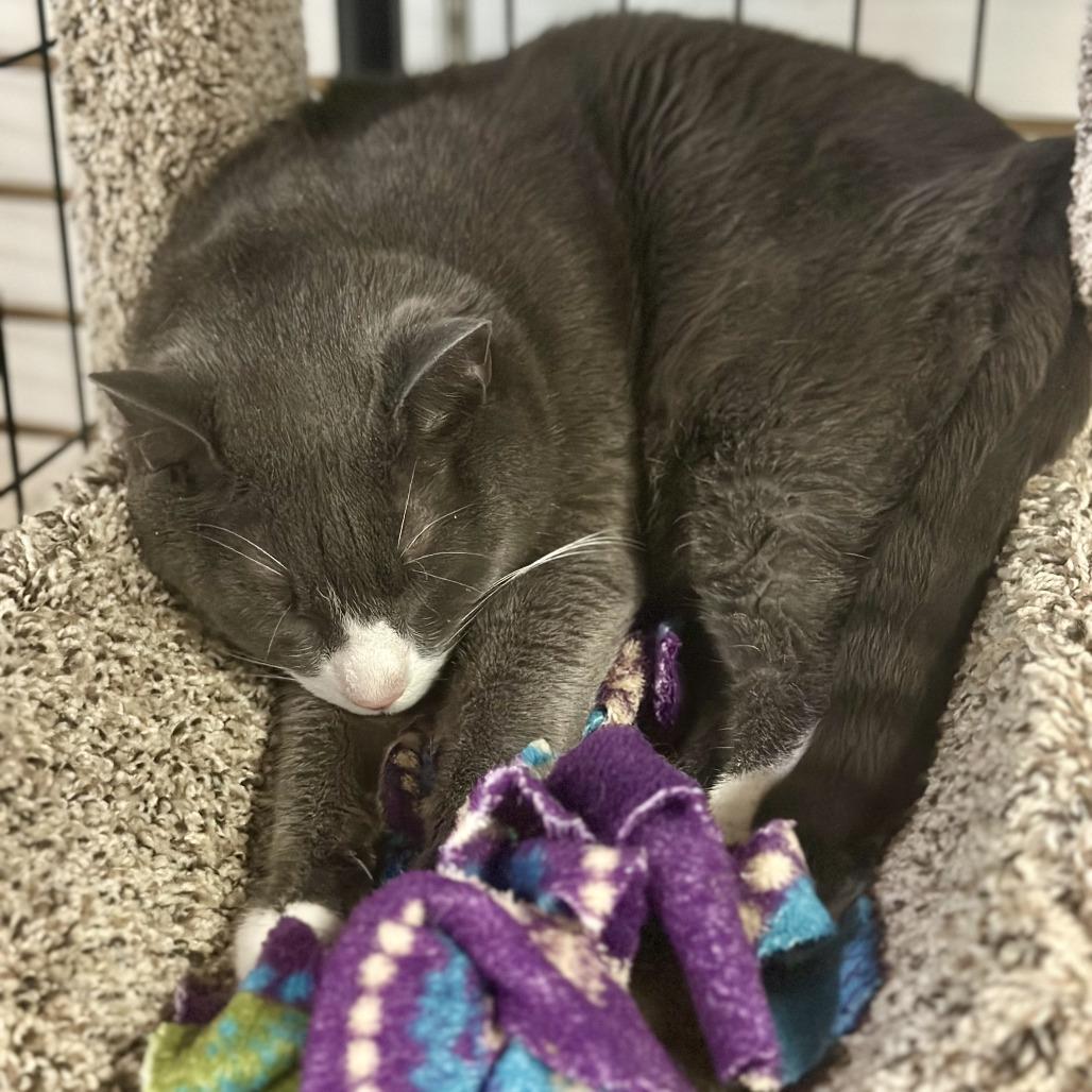 Ripley, a Adoptable Domestic Short Hair in Saratoga Springs, NY image 2/3