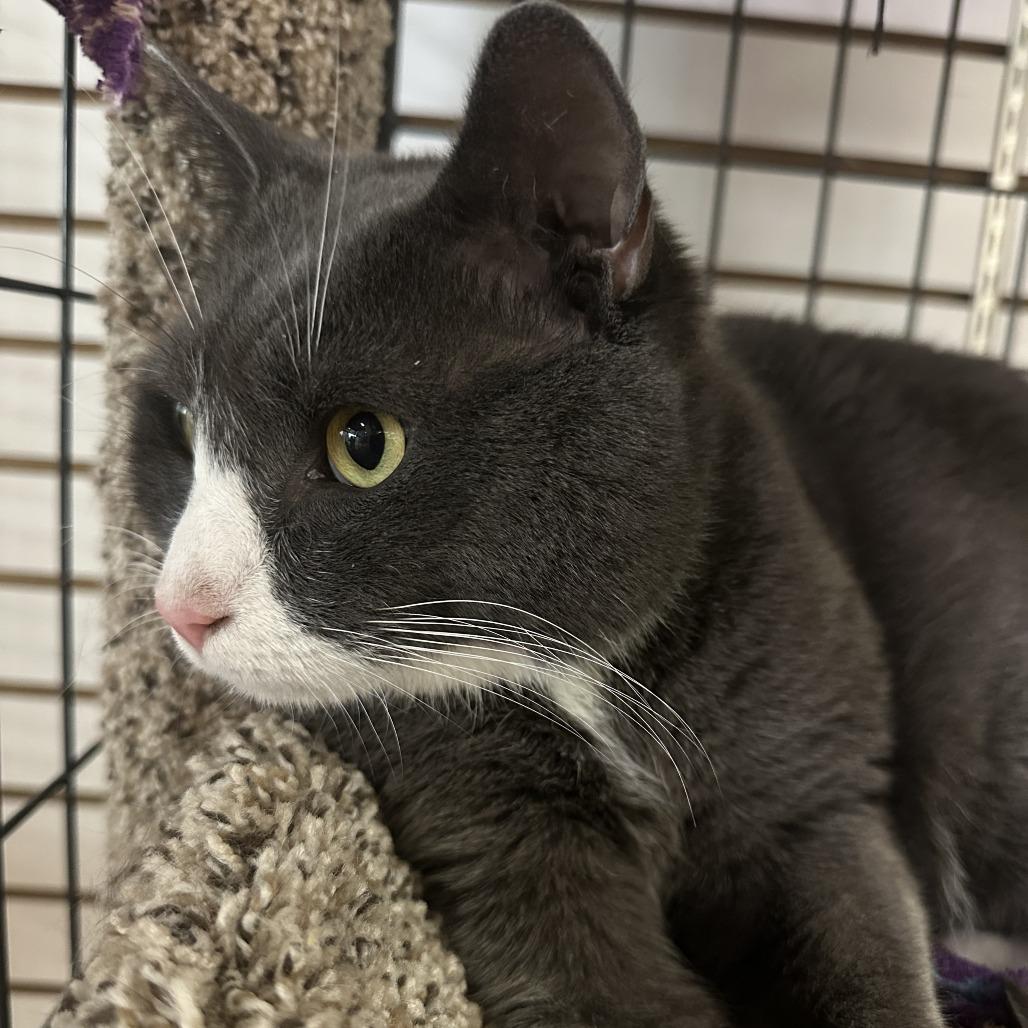 Ripley, a Adoptable Domestic Short Hair in Saratoga Springs, NY image 3/3
