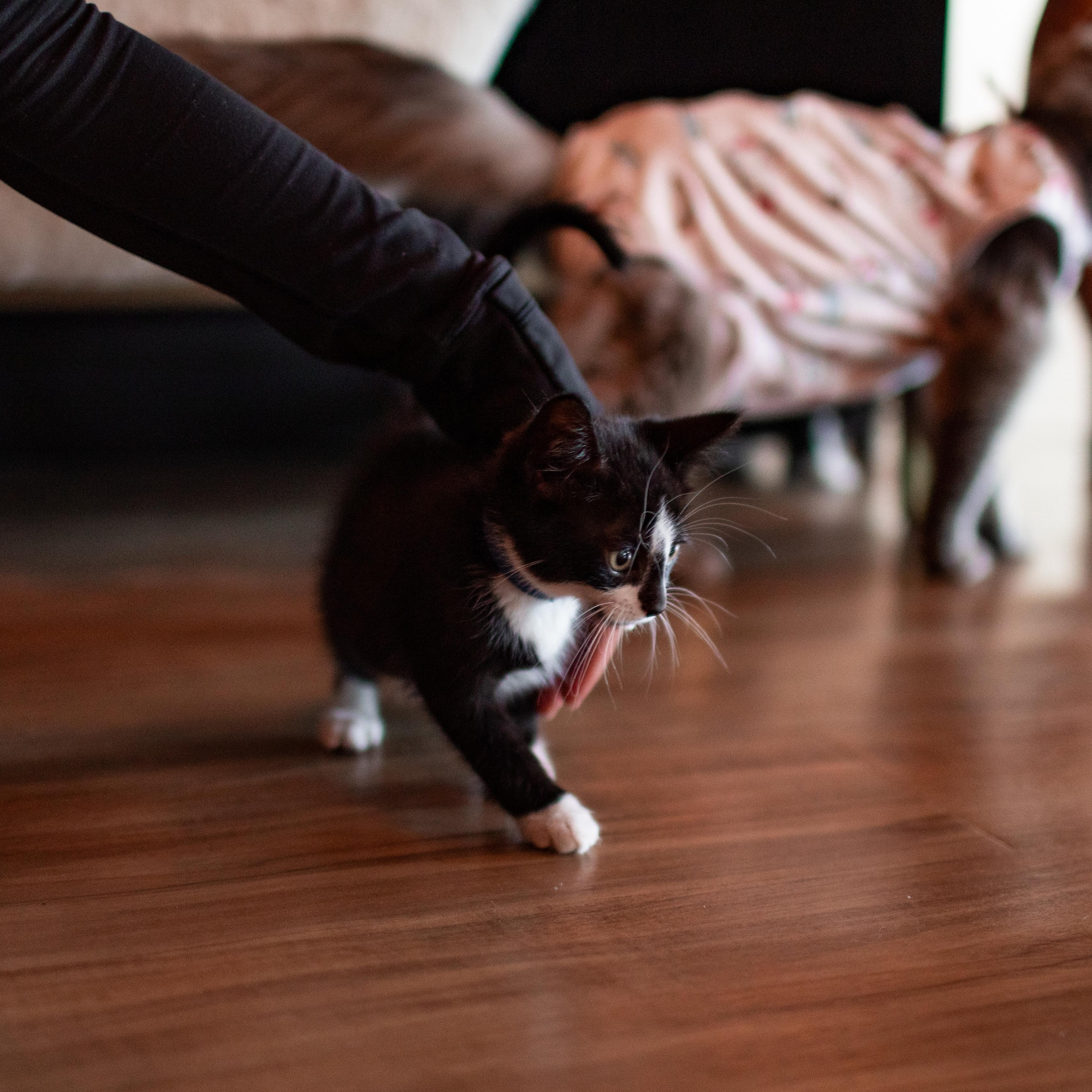 Milo (must adopt with Jamie), an adoptable Tuxedo in New Bedford, MA image 4/5
