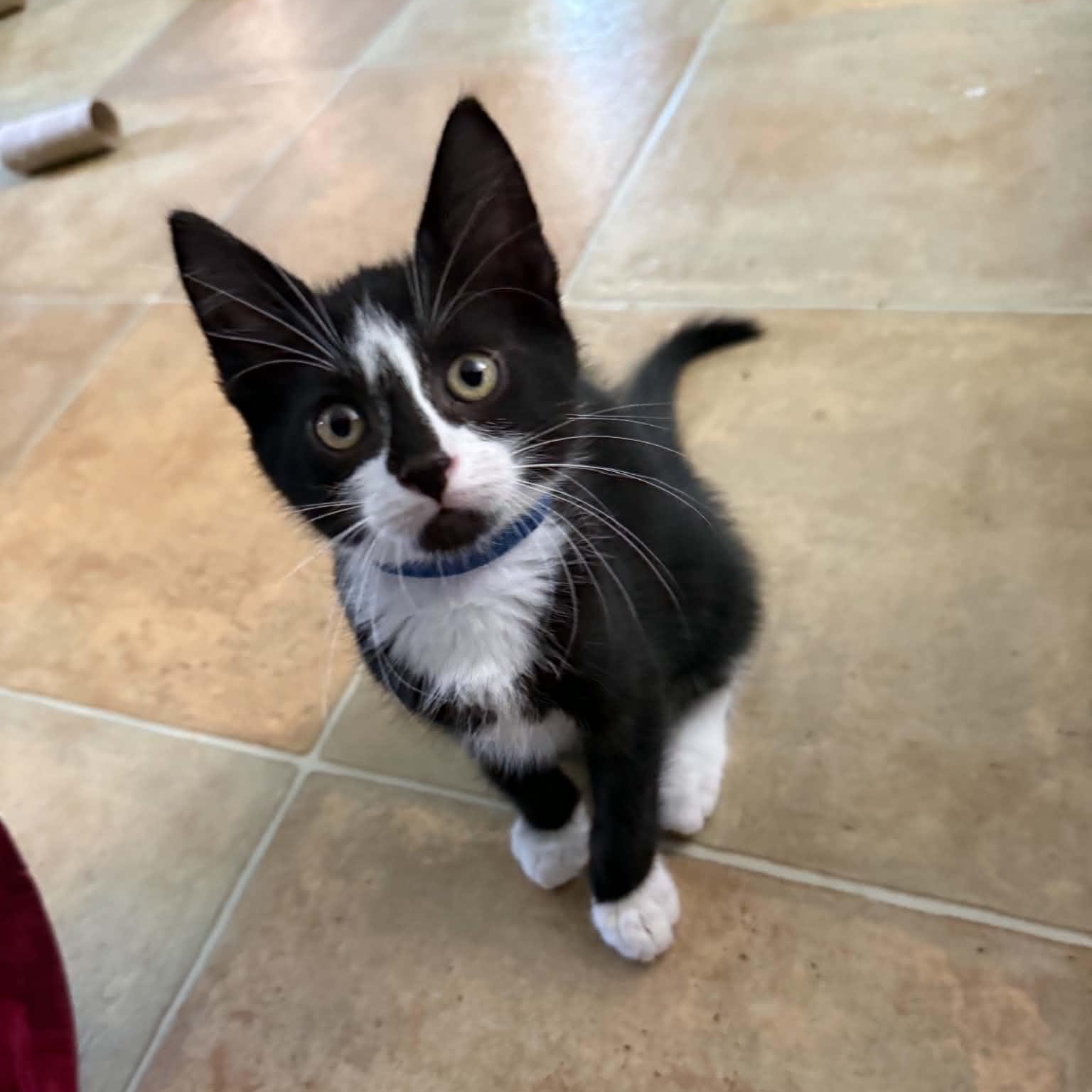 Milo (must adopt with Jamie), adoptable, Kitten Male Tuxedo.