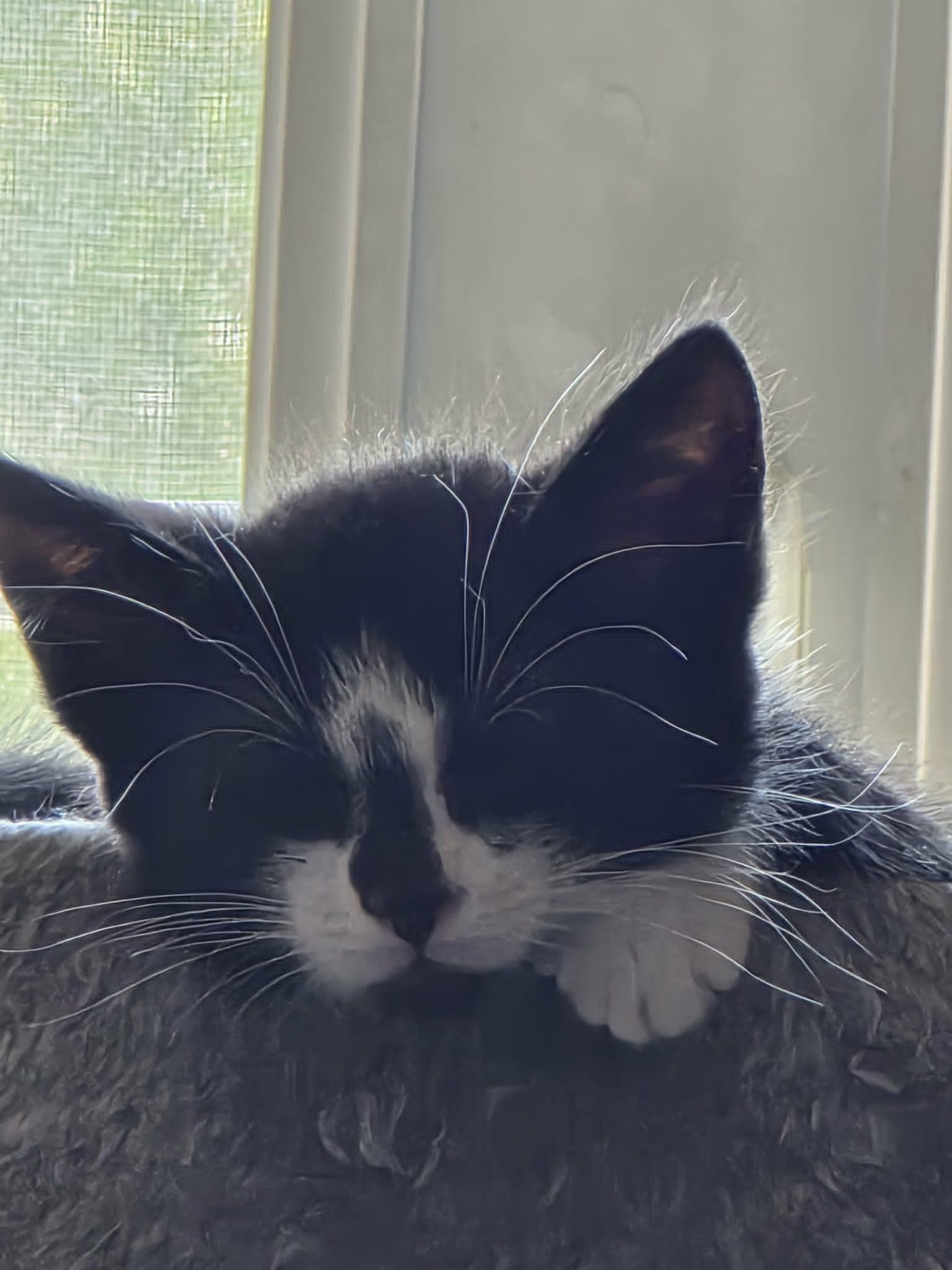 Milo (must adopt with Jamie), an adoptable Tuxedo in New Bedford, MA image 5/5