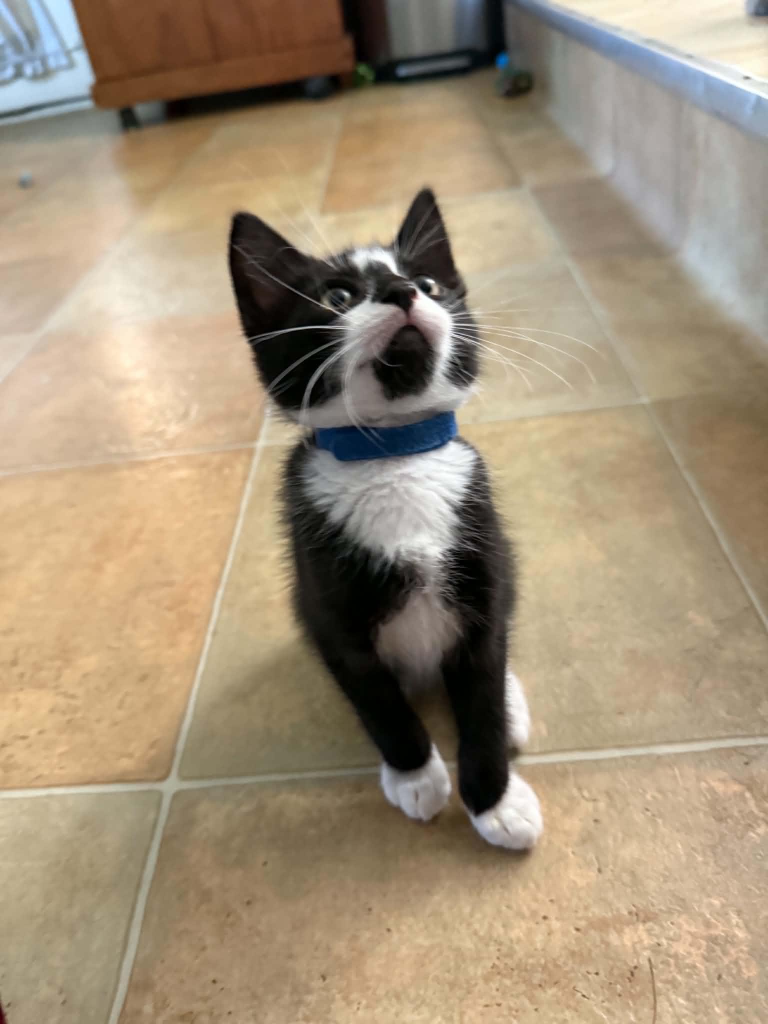 Milo (must adopt with Jamie), an adoptable Tuxedo in New Bedford, MA image 3/5
