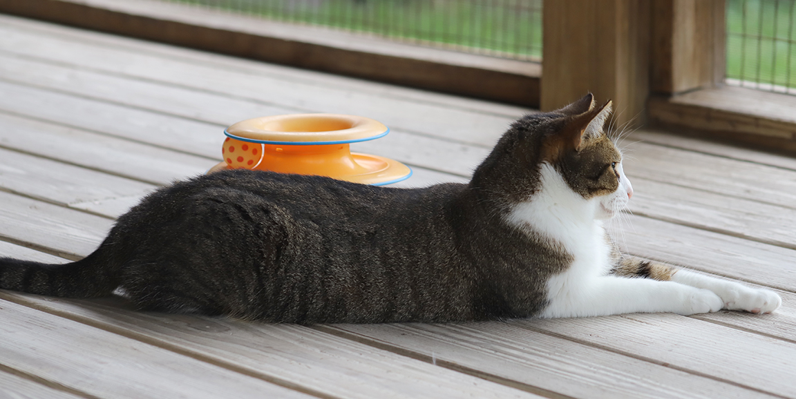 Lyla - Csc thumbnail 5