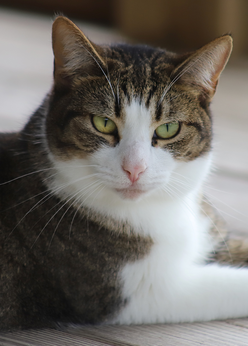 Lyla - Csc thumbnail 2