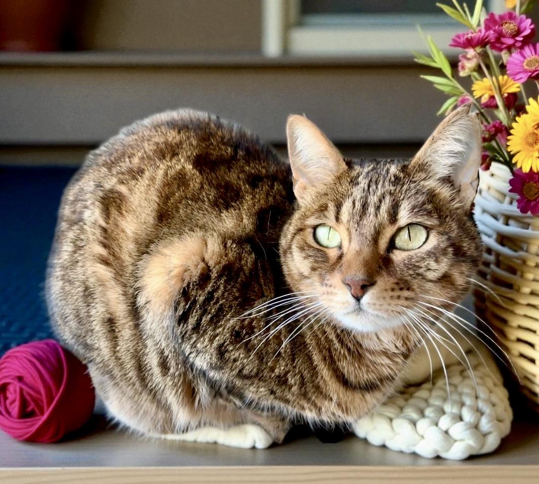 Raja, a Adoptable Bengal in Perry, IA image 3/4