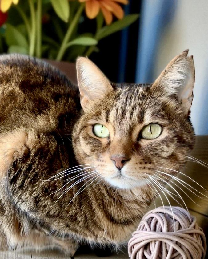 Raja, a Adoptable Bengal in Perry, IA image 1/4