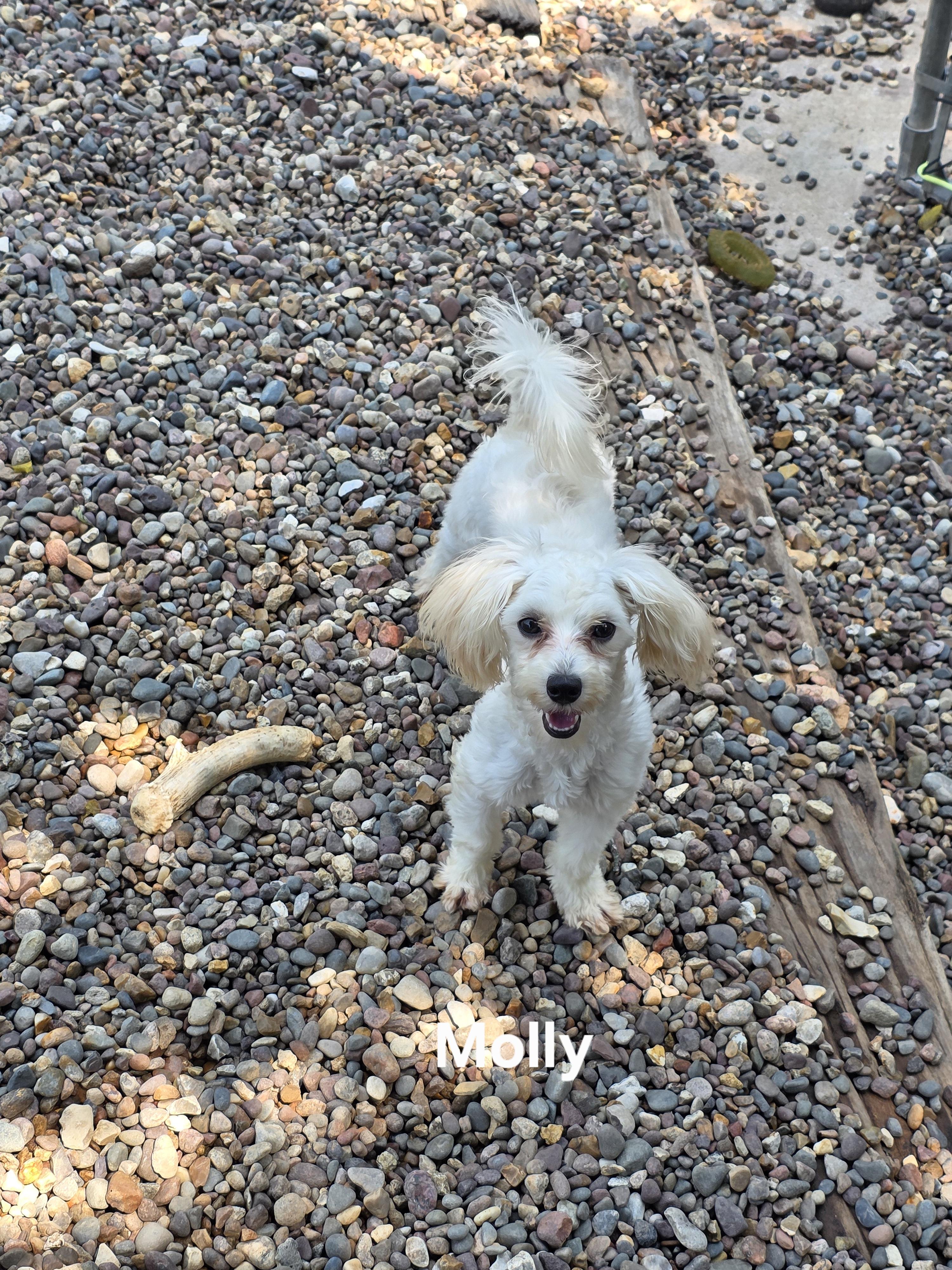 Molly, an adoptable Maltipoo in Wever, IA, 52658 | Photo Image 2