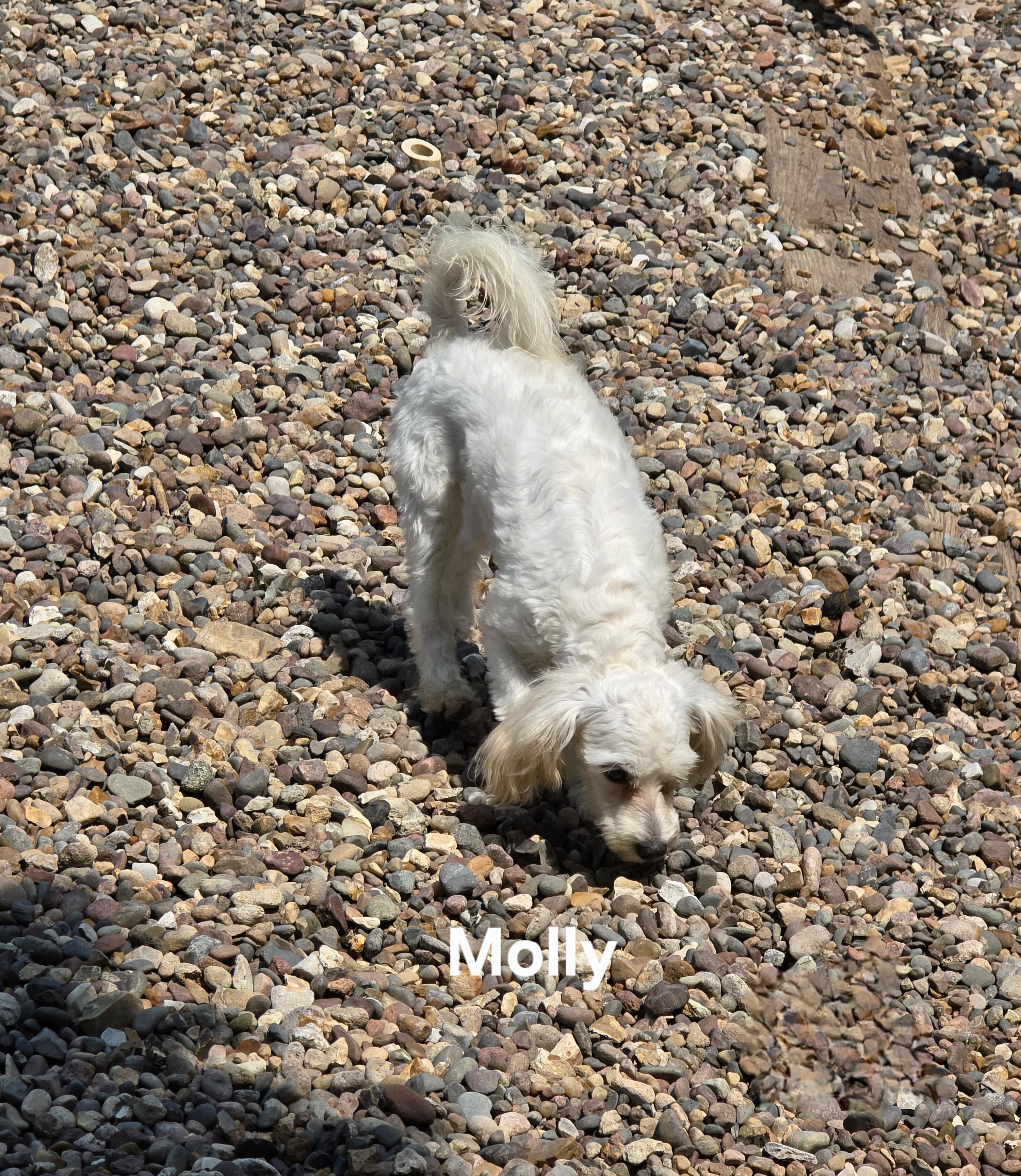 Molly, an adoptable Maltipoo in Wever, IA, 52658 | Photo Image 6