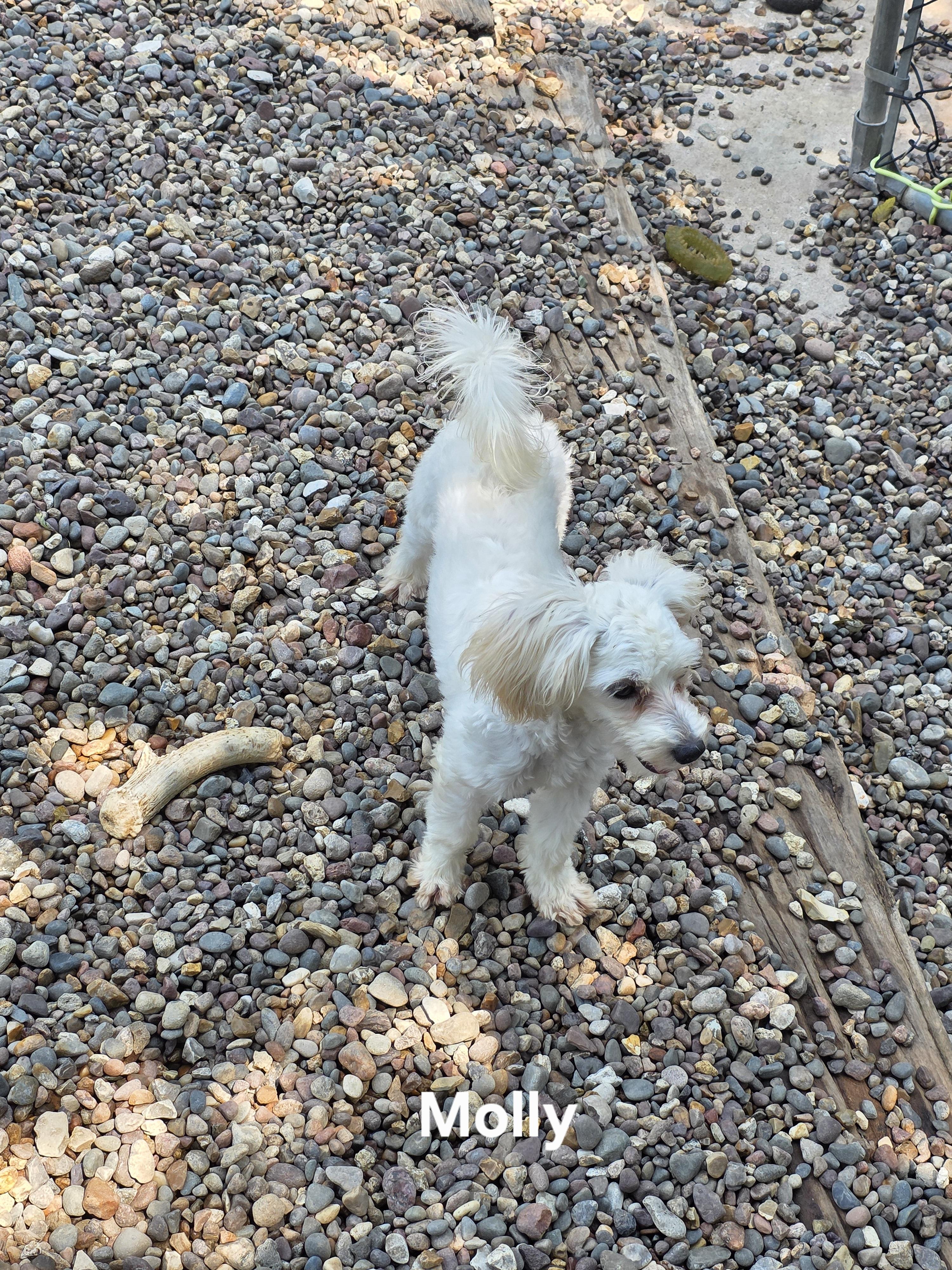 Molly, an adoptable Maltipoo in Wever, IA, 52658 | Photo Image 4